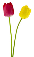 Closeup of red and yellow tulips flowers isolated on white background.