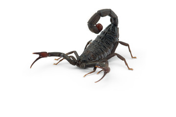African venom Scorpion isolated on white background
