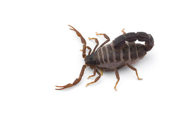 African venom Scorpion isolated on white background
