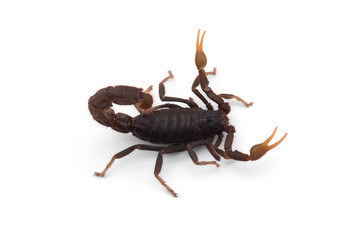 African venom Scorpion isolated on white background