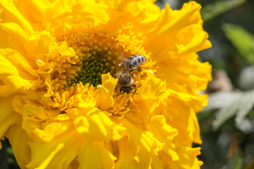 Bee sits on a yellow flower