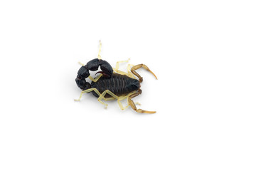 African venom Scorpion isolated on white background