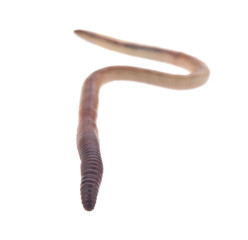 Worms isolated on a white background close-up.