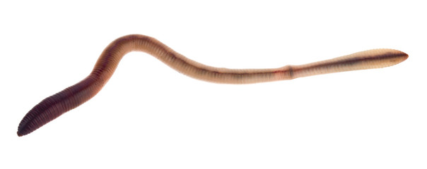Earthworms isolated on white background close-up.