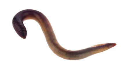 Worm isolated on a white background close-up.