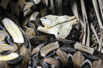 Bitis gabonica, Vipère du Gabon