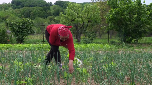Old Farmer Woman Collecting Garden Orache, Atriplex Hortensis