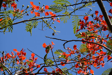 flame tree branches with bright flowers