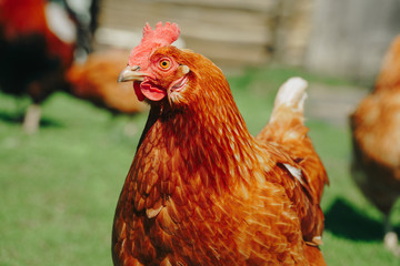 Brown domestic chicken in the summer outdoors close-up