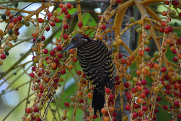 woodpecker ar the Caribbean, watching aside