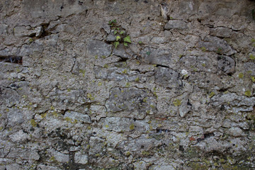 Old natural stone wall with plants and moss growing out of the cracks background