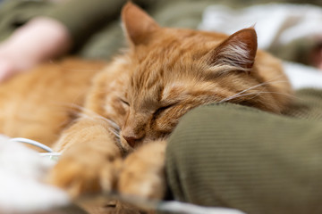 眠るネコ　茶トラ猫