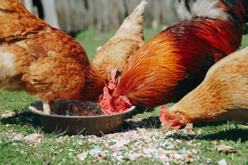 Brown domestic chicken in the summer outdoors close-up