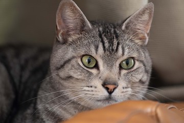 カワイイ猫ちゃん　サバトラ猫