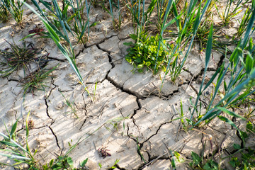 Risse in einem Acker / Weizenfeld aufgrund langer Trockenheit in Düsseldorf