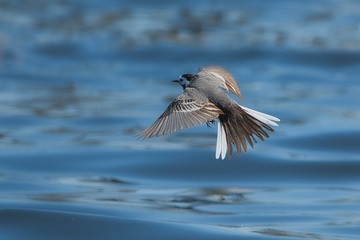 fliegender Vogel
