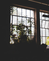 Altes, verwachsenes Fenster mit Pflanzen