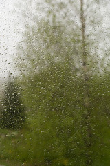 View on birch and spruce through window with raindrops