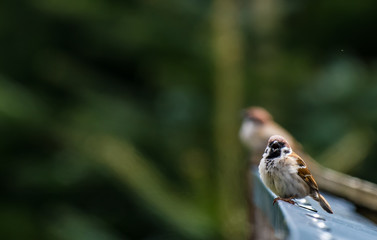 Spatz, Sperling