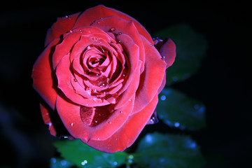 singl red rose with water drops