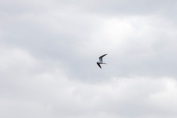 Fototapeta na wymiar a lonely sea bird in the sky. Wildlife texture and background