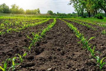 Obraz premium little corn plant field rows next to a meadow in sunshine