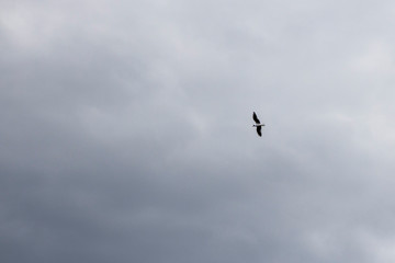 Obraz premium a lonely sea bird in the sky. Wildlife texture and background