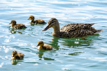 duck and ducklings