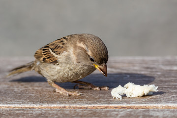 a small bird