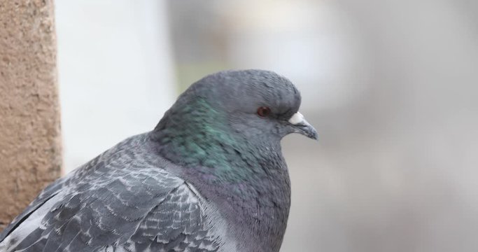 Close-up of the urban pigeon sitting on the parapet of the building. Selective focus made with telephoto 