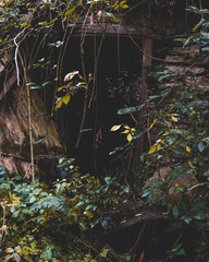 Natur bei einem eingestürzten Haus © Viki