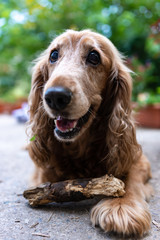 portrait of a dog