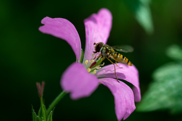 bee on flower