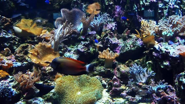 Colorful exotic fish swim underwater near coral reefs. Wild life of marine flora and fauna