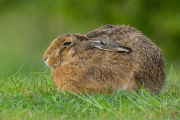 European hare (Lepus europaeus) is an adorable furry mammal living in the fields. Detailed portrait of a wild cute hare sleeping and resting in grass with soft green background. Czech Republic