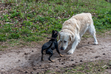 White Golden Retriever in a Forest in Spring with Little Black Dog