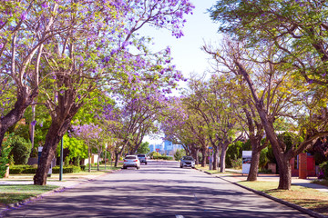 Street in Perth lined with Jacaranda tree blooming with purple flowers. Jacaranda mimosifolia known...