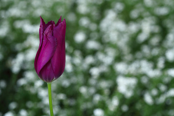 Fioletowy tulipan na biało zielonym tle
