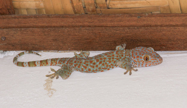 Tokek, the Tokay Gecko lizard on the wall