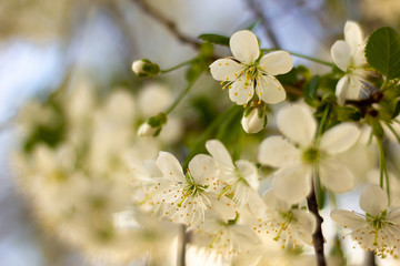 blooming cherry tree