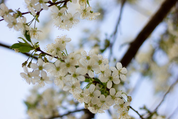 blooming cherry tree