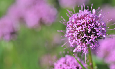 Fototapeta premium pink flower of a ornamental garlic blooming in a garden
