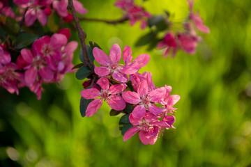 branch of blooming pink flowers on a blurred background of grass