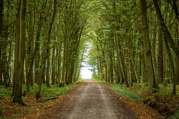 Fototapeta na wymiar Country road through a small forest