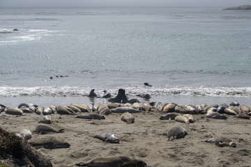 Sealions on the beach and sand, California