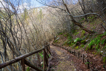 Fototapeta premium Fontegreca (Italy) - Fontegreca and its Cipresseta constitute a real oasis of peace in the high Caserta area, on the borders of Campania, outside the city and mass tourist routes.