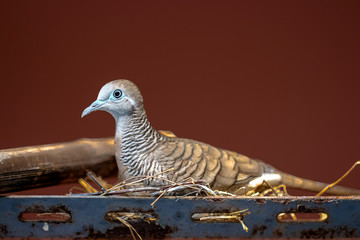 Closeup Zebra Dove, Geopelia striata bird in the nest