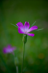 Obraz premium purple flower in gro plan with green background