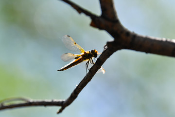 Strikosa, Strikosa on a branch, trees, branches, forest, spring, beautiful forest, background, green, plant,