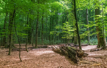 A rotten log in a german beech tree forest